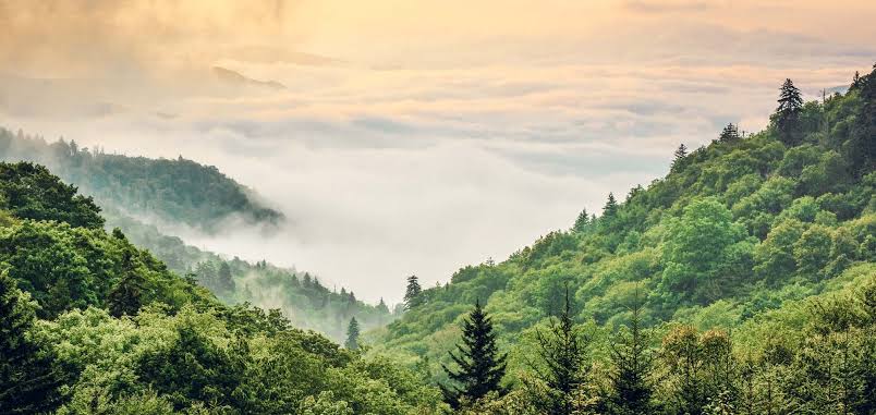 Smoky Mountain National Park Addresses Recent Challenges with Official Statement…